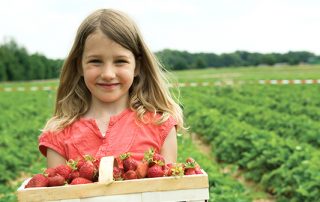 A young girl holding a box of strawberries to celebrate fruit picking at Farmer Copleys
