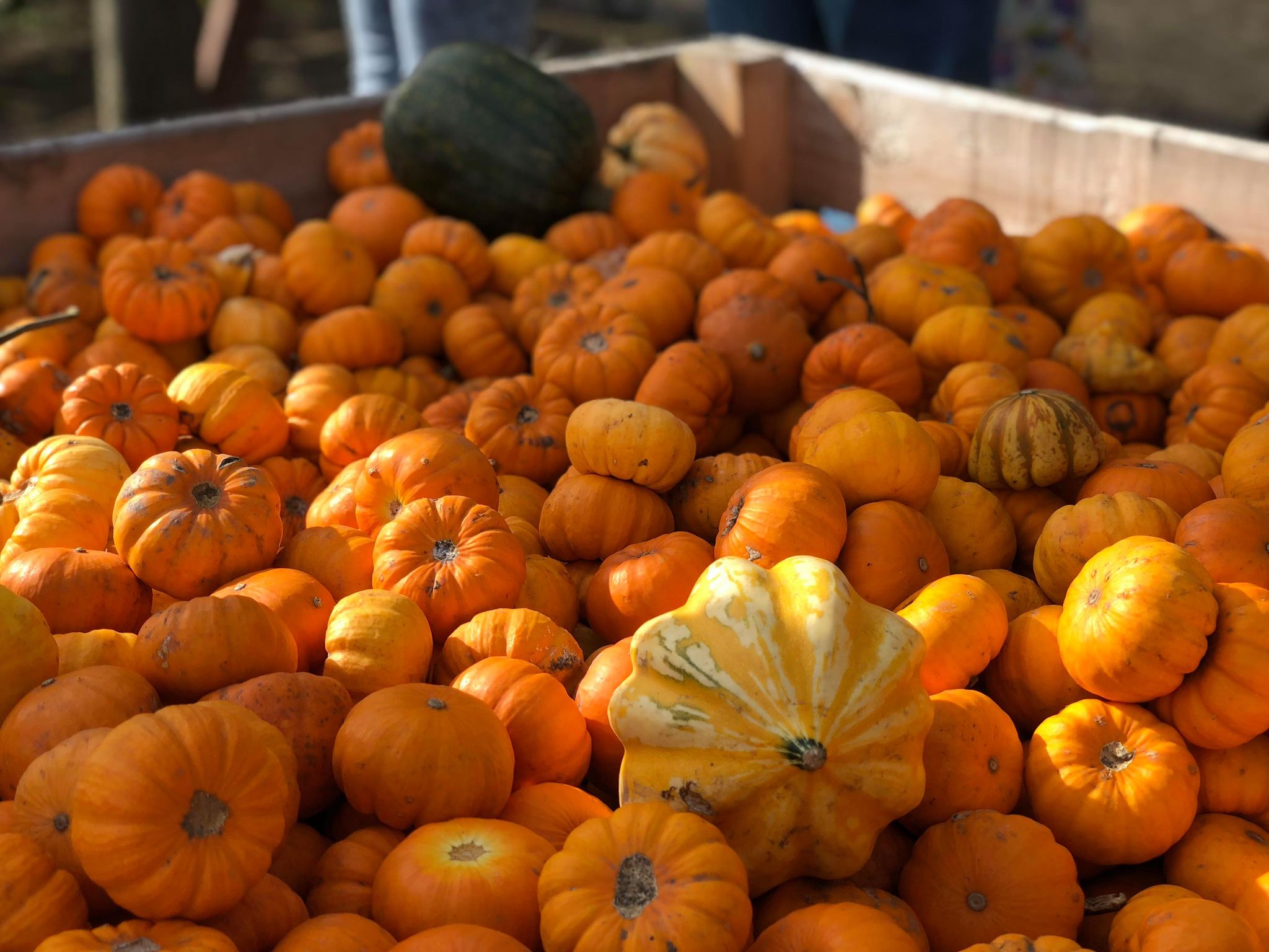 Munchkin Pumpkins at Farmer Copleys