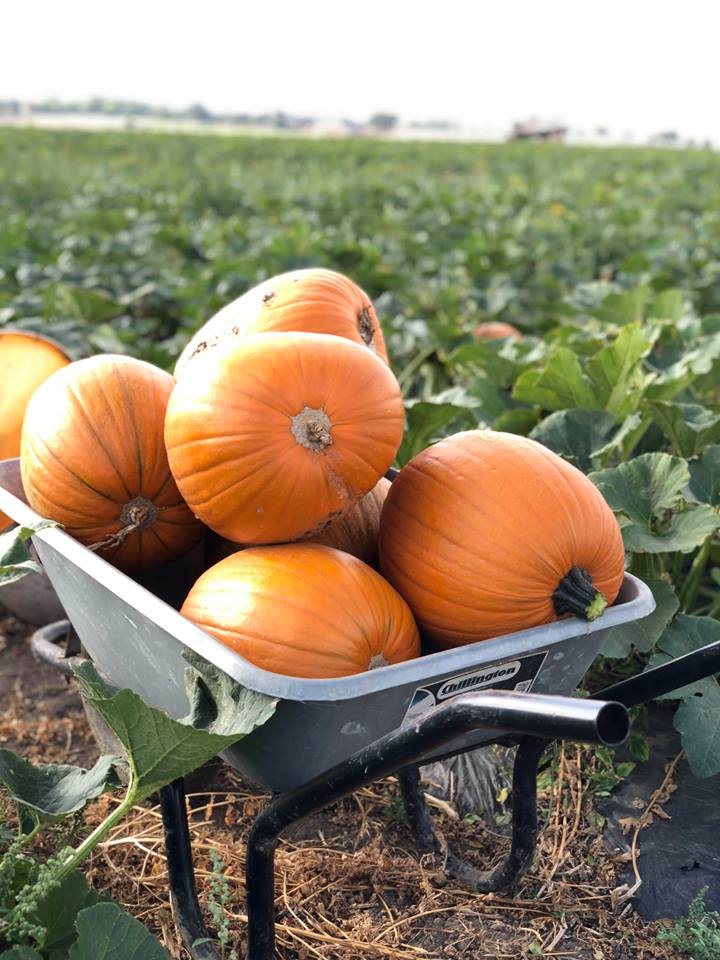 Farmer Copleys Pumpkins in a wheelbarrow.