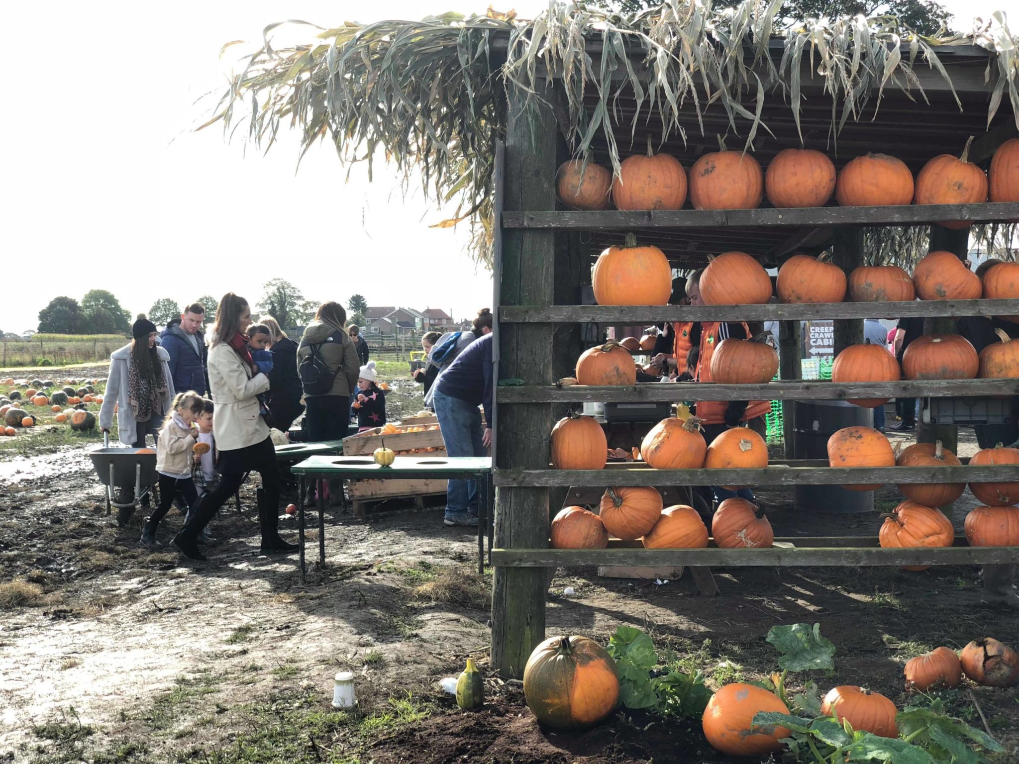 Pumpkin festival at Farmer Copleys