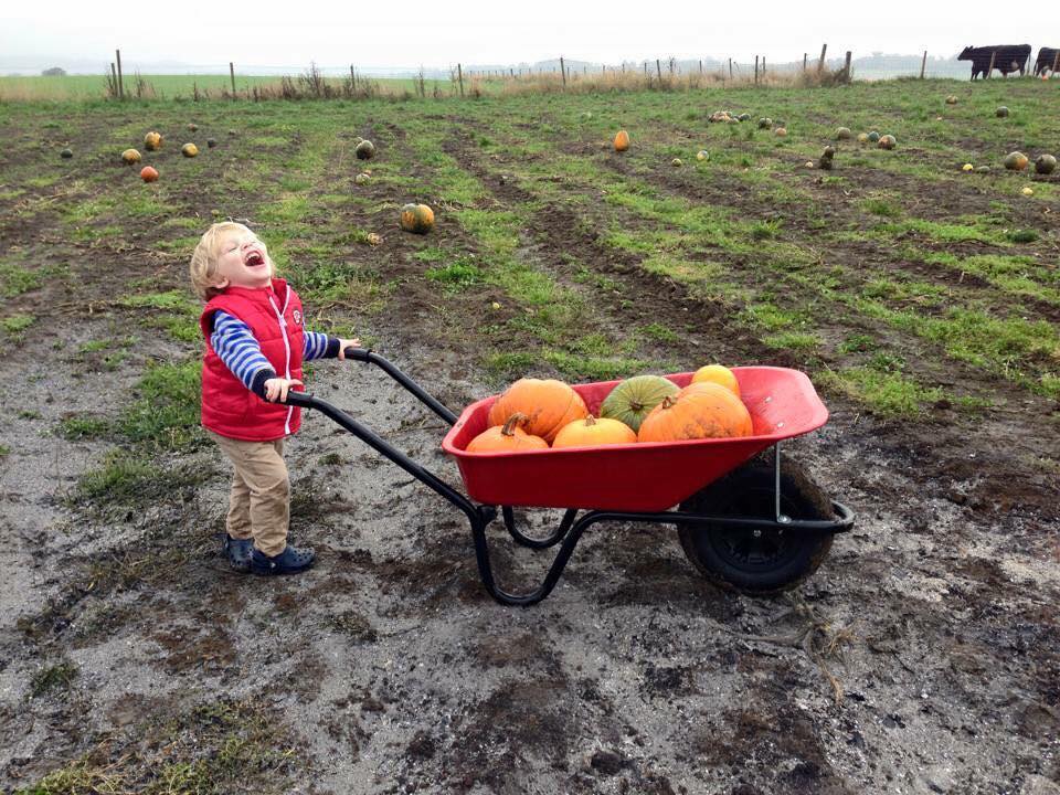 Child with wheelbarrow full of pumpkins.