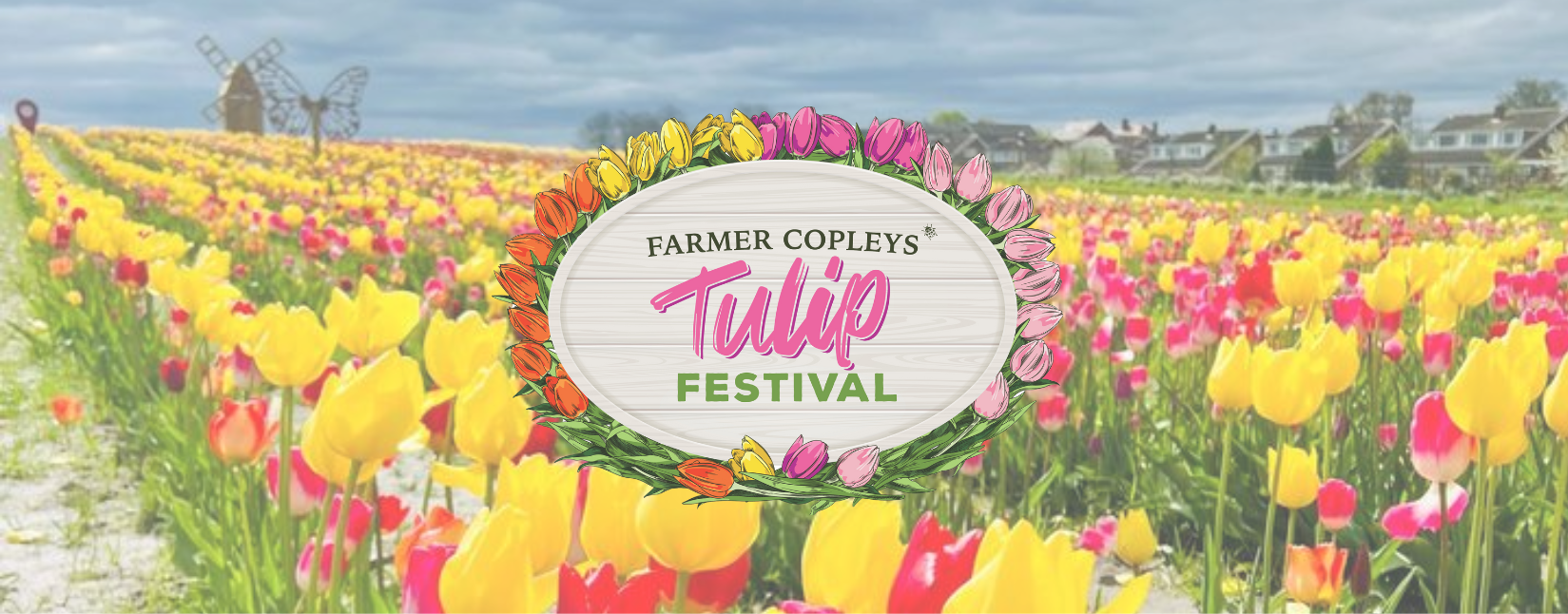 A field of tulips at Farmer Copleys tulip festival