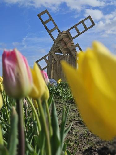 Close up of tulips and windmill