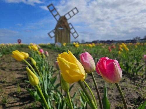 Windmill in tulips