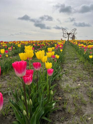 Tulips-in-the-flower-field