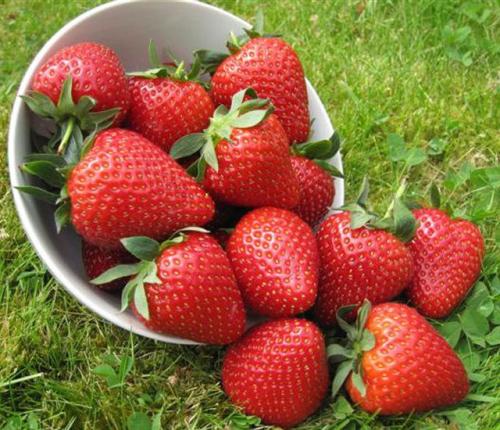 Vibrant Red Strawberries